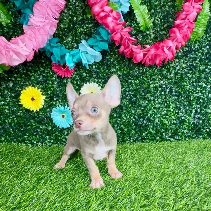 Male Chihuahua puppy named Filet-O-Fish for sale at Puppy Dreams - Denton.