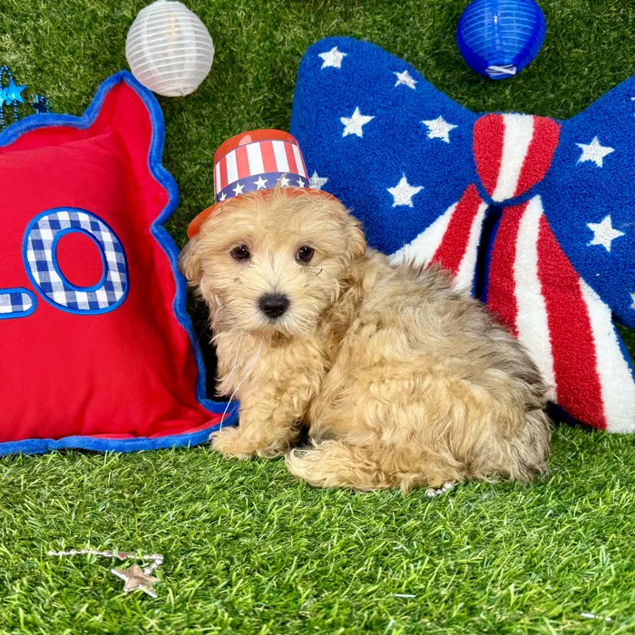 Male Morkie puppy named Milo for sale at Puppy Dreams - Arlington.