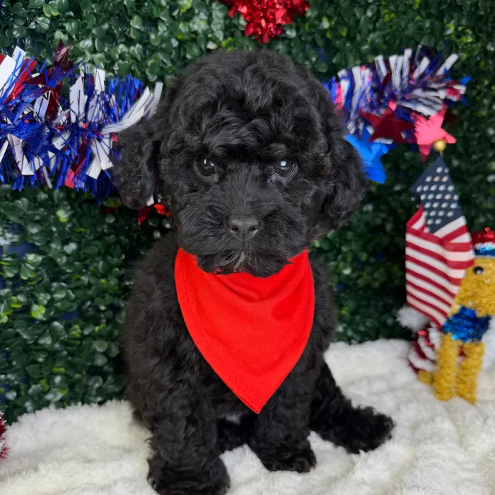 Male Poodle Toy puppy named Koda for sale at Puppy Dreams - Garland.