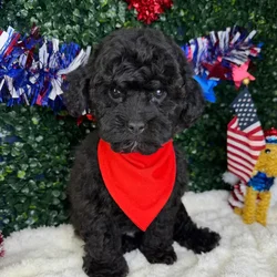 Male Poodle Toy puppy named Koda for sale at Puppy Dreams - Garland.