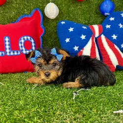 Female Silky Terrier puppy named Shorty for sale at Puppy Dreams - Arlington.