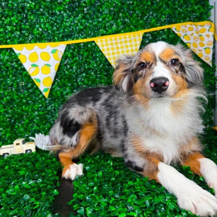 Female Miniature American Shepherd puppy named Hazel for sale at Puppy Dreams - North Richland Hills.
