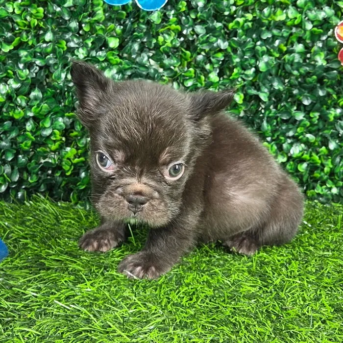 Male Fluffy French Bulldog puppy named *Houston* for sale at Puppy Dreams - Mansfield.