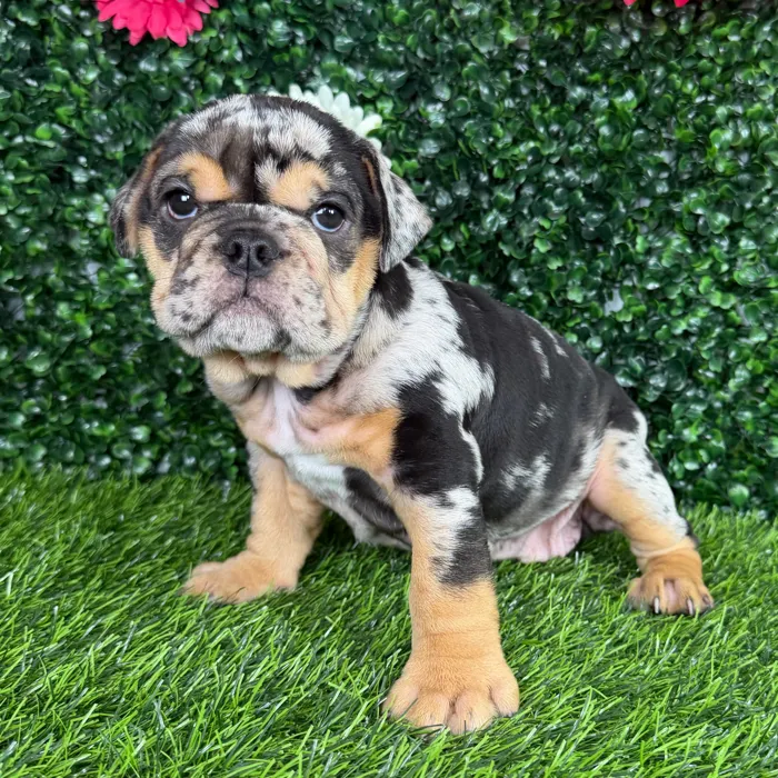 Female English Bulldog puppy named Huda for sale at Puppy Dreams - Denton.