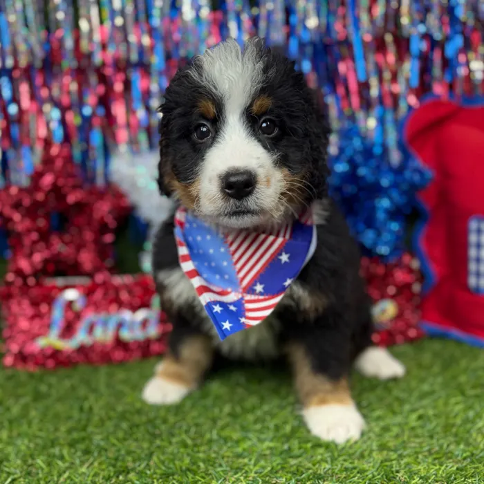 Male Bernedoodle puppy named Fuzz Ball for sale at Puppy Dreams - Arlington.