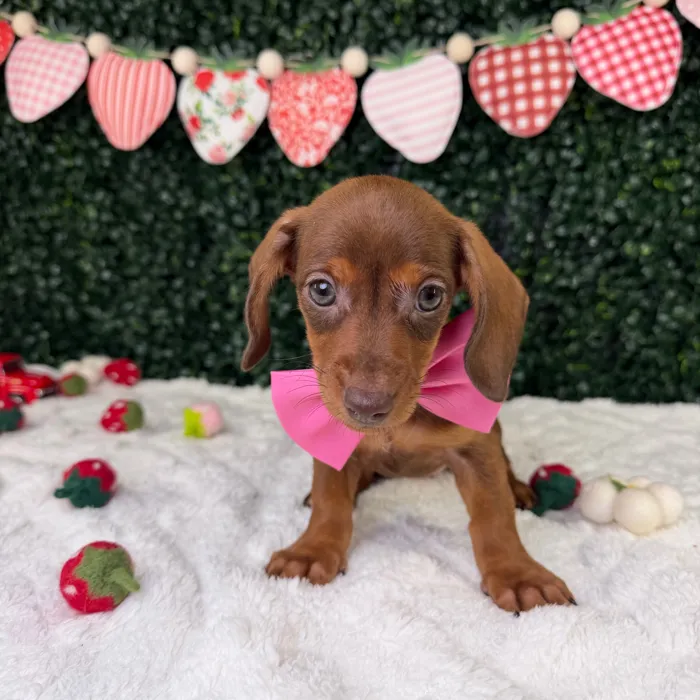 Female Dachshund puppy named Miso for sale at Puppy Dreams - Garland.