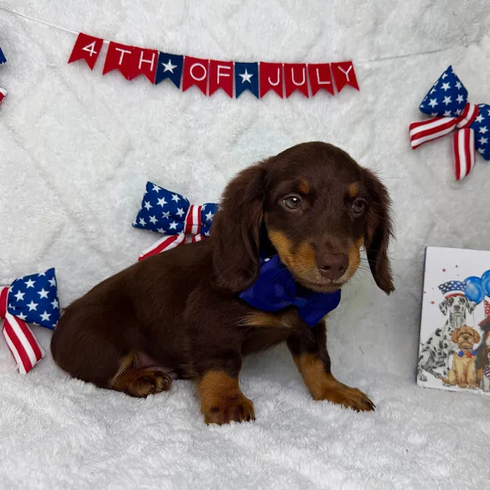 Male Dachshund puppy named Rex for sale at Puppy Dreams - Garland.
