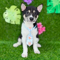 car_main_img_/media/ap_media/pets/GJVPBDXLZTVJ131935.webp.250x250_q85.webp