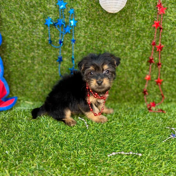 Male Yorkie puppy named Simba for sale at Puppy Dreams - Arlington.