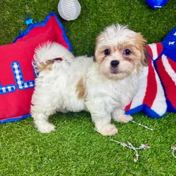 Male Teddy Bear puppy named Lucky for sale at Puppy Dreams - Arlington.