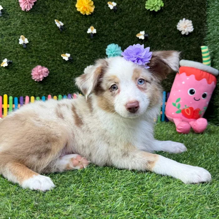 Female Mini Aussie puppy named Sydney for sale at Puppy Dreams - Carrollton.