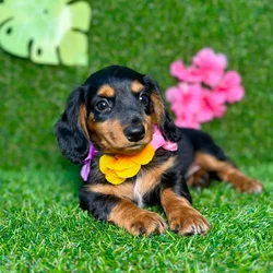 car_main_img_/media/ap_media/pets/GLUXCSYKLRDZ133145.webp.250x250_q85.webp