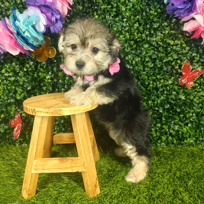 Female Morkie puppy named *Aubrey* for sale at Puppy Dreams - Mansfield.