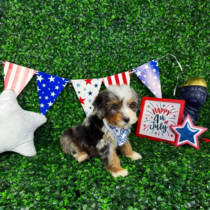 Male Bernedoodle Mini puppy named Oliver for sale at Puppy Dreams - North Richland Hills.
