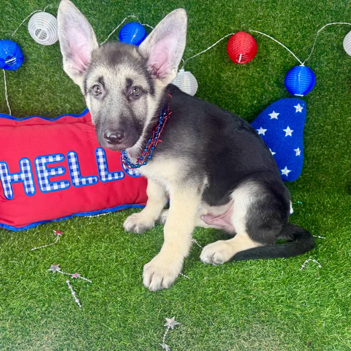 Male German Shepherd puppy named Vapor for sale at Puppy Dreams - Arlington.