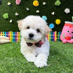 Male Bichon-Poodle puppy named Ollie for sale at Puppy Dreams - Carrollton.