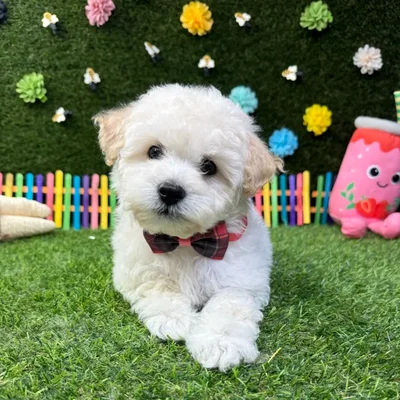 Male Bichon-Poodle puppy named Ollie for sale at Puppy Dreams - Carrollton.