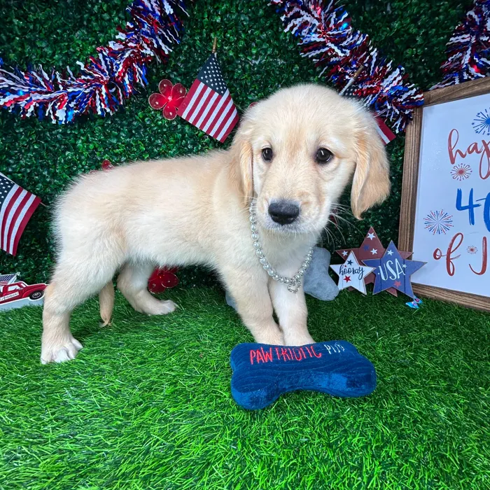 Female Golden Retriever puppy named *Honey* for sale at Puppy Dreams - Mansfield.