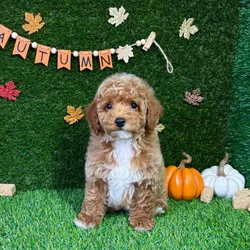 car_main_img_/media/ap_media/pets/GQJXIEWKAGJK142374.webp.250x250_q85.webp