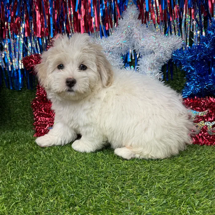 Female Shipoo puppy named Smooches for sale at Puppy Dreams - Arlington.