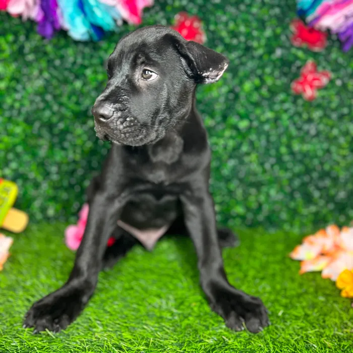 Male Cane Corso puppy named *Barkley* for sale at Puppy Dreams - Mansfield.