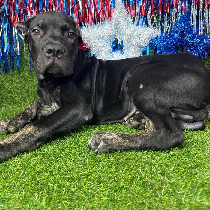 Male Cane Corso puppy named Zeuz for sale at Puppy Dreams - Arlington.