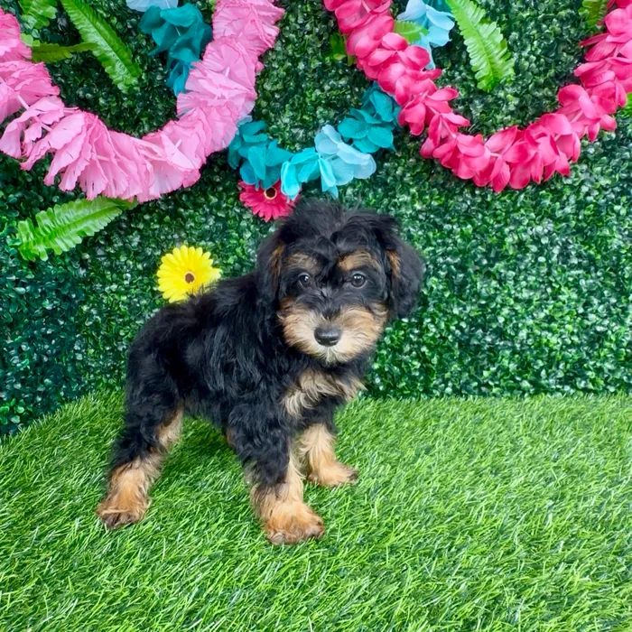 Female Schnoodle puppy named Triple Dipper for sale at Puppy Dreams - Denton.