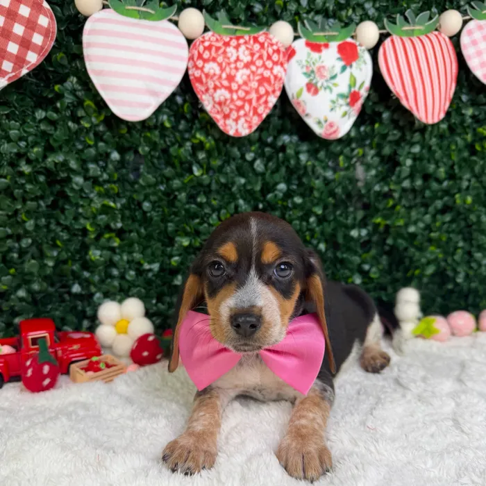 Female Beagle puppy named Coco for sale at Puppy Dreams - Garland.