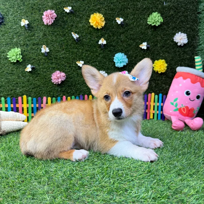 Female Pembroke Welsh Corgi puppy named Zoey for sale at Puppy Dreams - Carrollton.