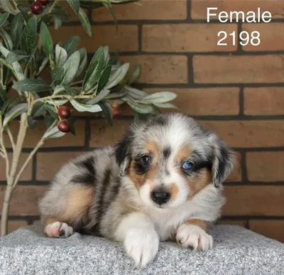 Female Mini Aussie puppy for sale at Puppy Dreams - Arlington.