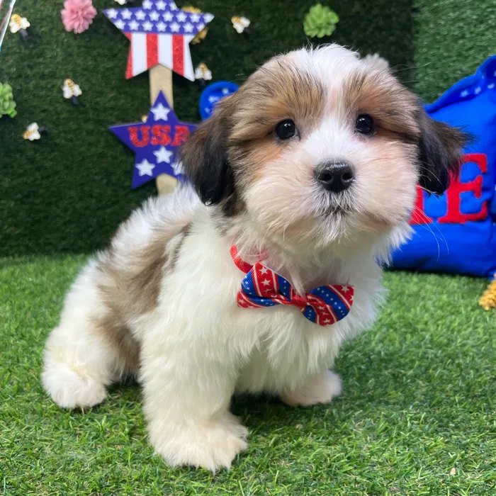 Male Shorkie puppy named Chip for sale at Puppy Dreams - Carrollton.