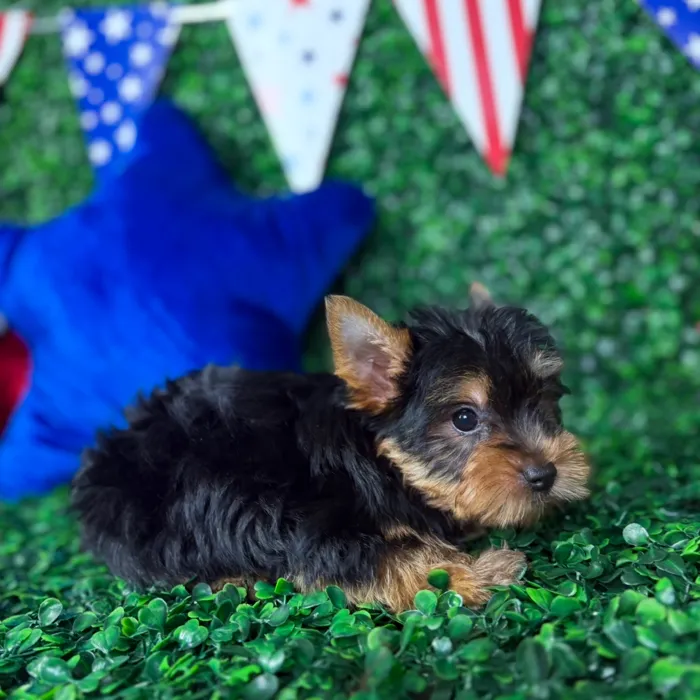Female Yorkie puppy named Nibbles for sale at Puppy Dreams - North Richland Hills.