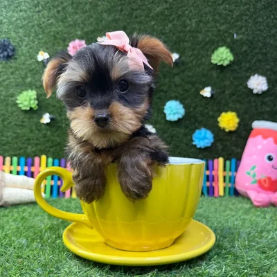Female Yorkie puppy named Ella for sale at Puppy Dreams - Carrollton.