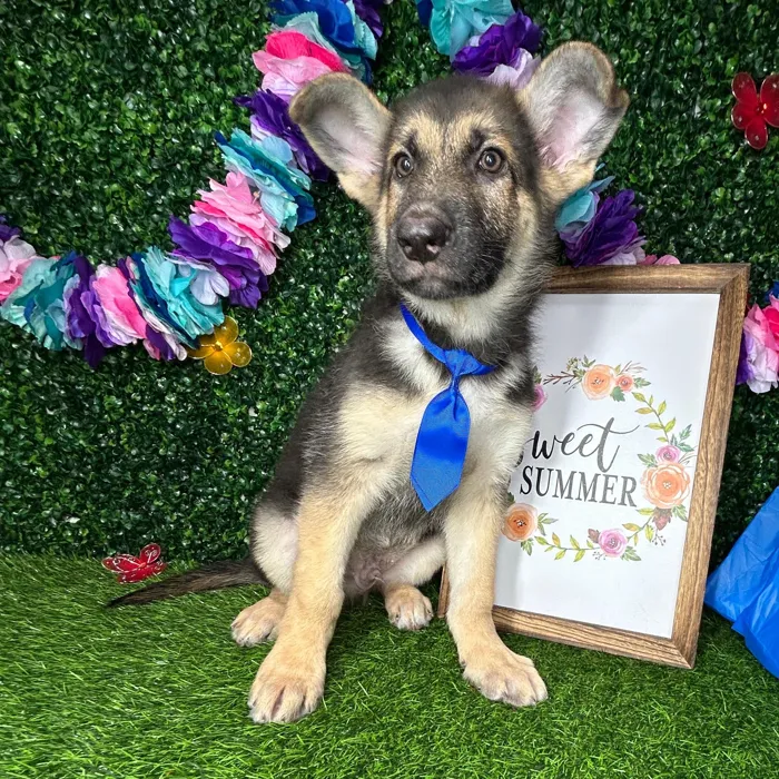 Male German Shepherd puppy named *Dallas* for sale at Puppy Dreams - Mansfield.
