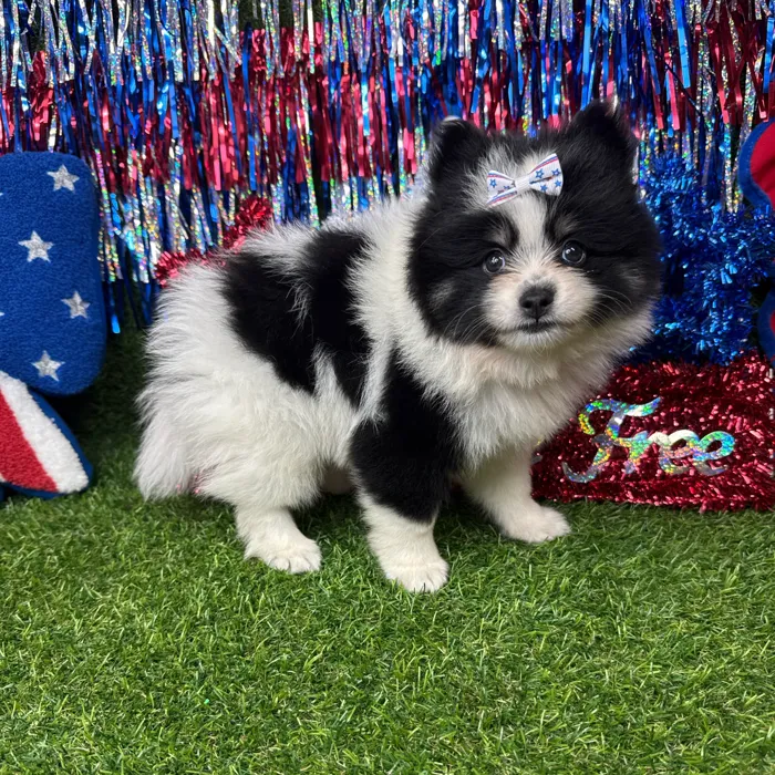 Female Pomsky puppy named Diggy for sale at Puppy Dreams - Arlington.