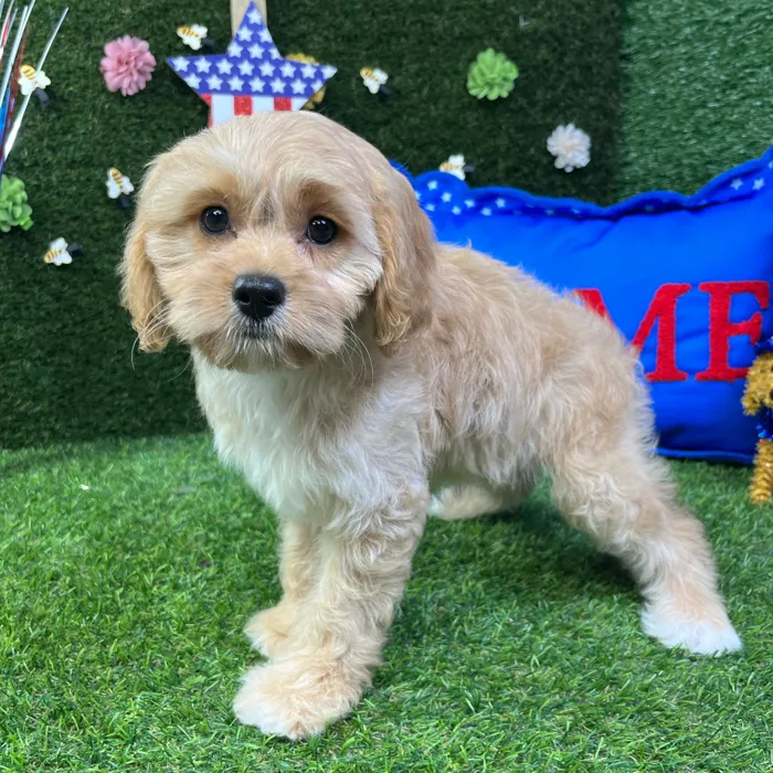 Female Cavapoo puppy named Peach for sale at Puppy Dreams - Carrollton.