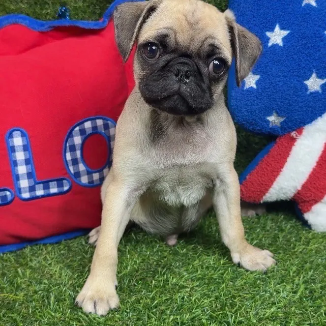 Male Pug puppy named Spike for sale at Puppy Dreams - Arlington.