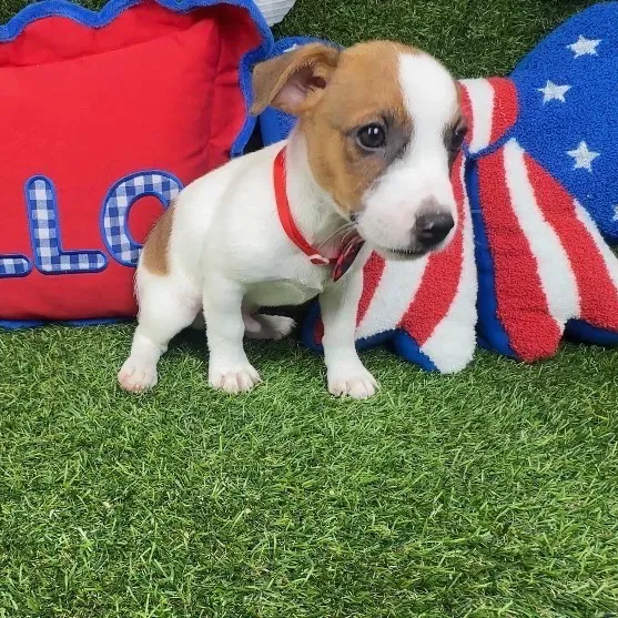 Male Jack Russell Terrier puppy named Resses for sale at Puppy Dreams - Arlington.