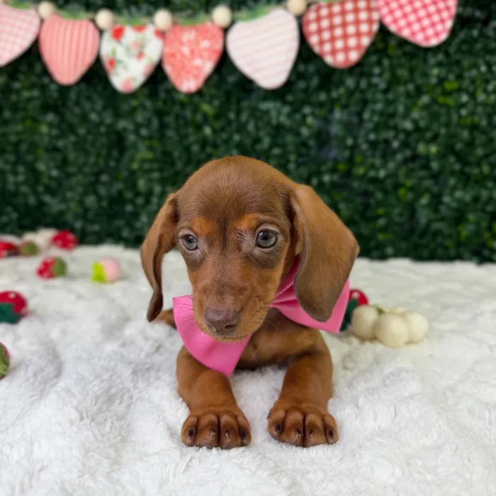 Female Dachshund puppy named Miso for sale at Puppy Dreams - Garland.