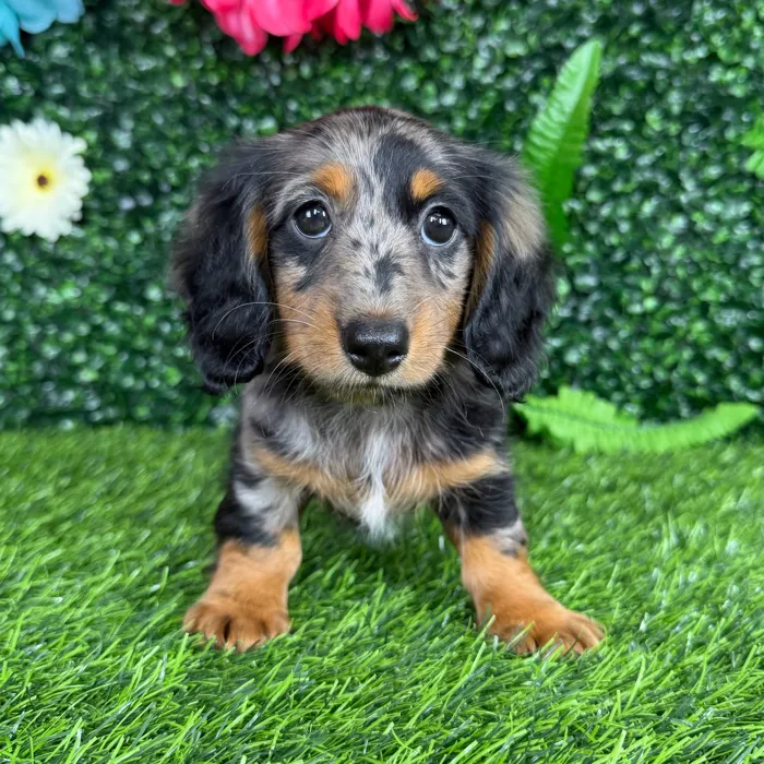 Female Dachshund puppy named Serena for sale at Puppy Dreams - Denton.