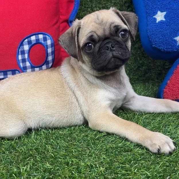 Male Pug puppy named Spike for sale at Puppy Dreams - Arlington.
