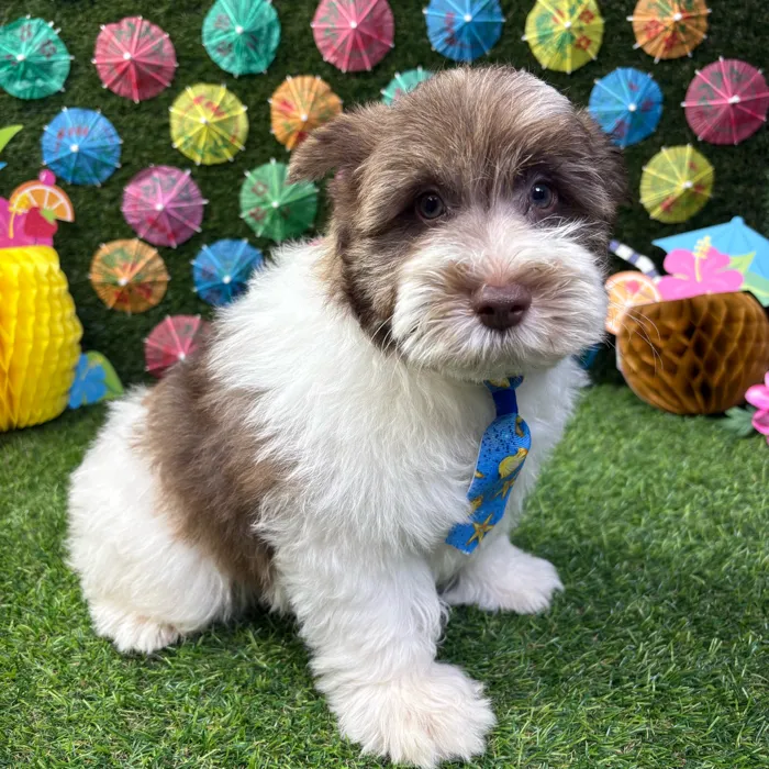 Male Mini Schnauzer puppy named Jack for sale at Puppy Dreams - Carrollton.
