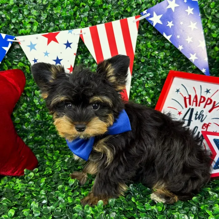 Male Yorkie puppy named Pickles for sale at Puppy Dreams - North Richland Hills.