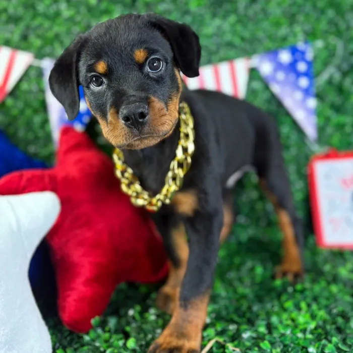 Male Rottweiler puppy named Diesel for sale at Puppy Dreams - North Richland Hills.