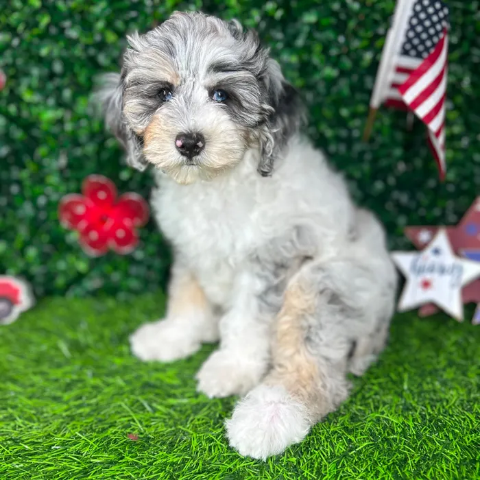 Female Cockapoo puppy named *Cupcake* for sale at Puppy Dreams - Mansfield.