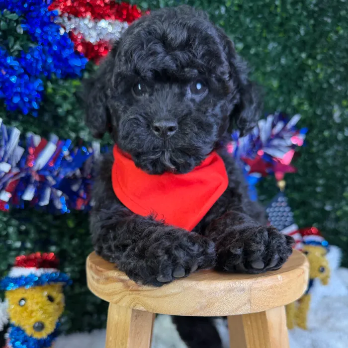 Male Poodle Toy puppy named Koda for sale at Puppy Dreams - Garland.