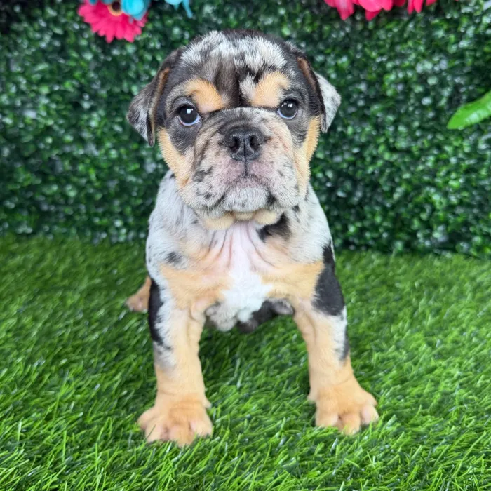 Female English Bulldog puppy named Huda for sale at Puppy Dreams - Denton.
