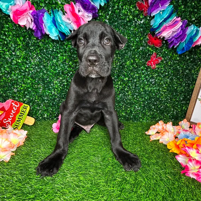 Male Cane Corso puppy named *Barkley* for sale at Puppy Dreams - Mansfield.