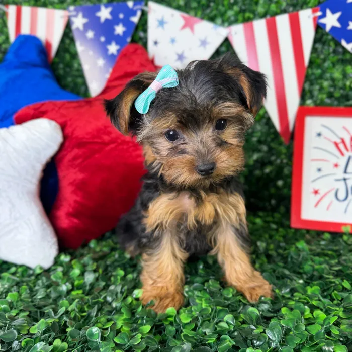 Female Yorkie puppy named Princess for sale at Puppy Dreams - North Richland Hills.
