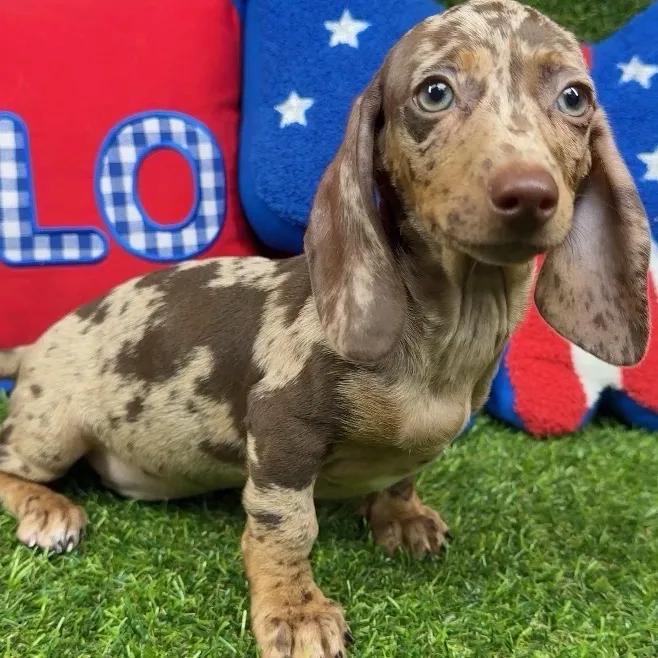 Female Dachshund puppy named Twiggy for sale at Puppy Dreams - Arlington.